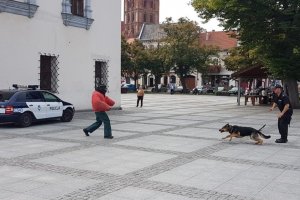 Pokazy policyjnych psów na płycie chełmińskiego Rynku